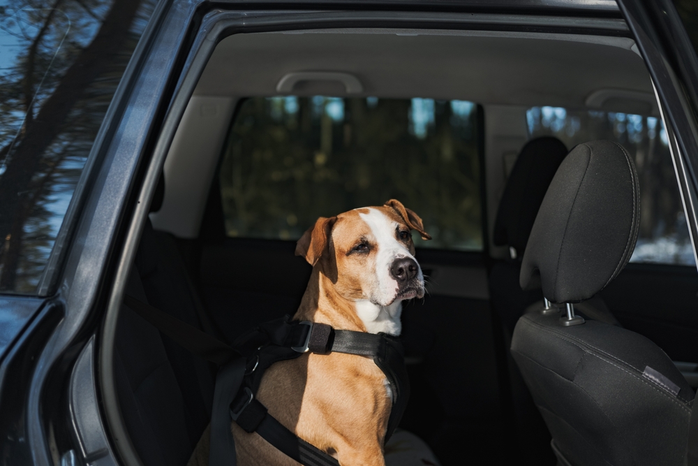 Is It Illegal to Leave Your Dog in the Car? StateByState Legislation
