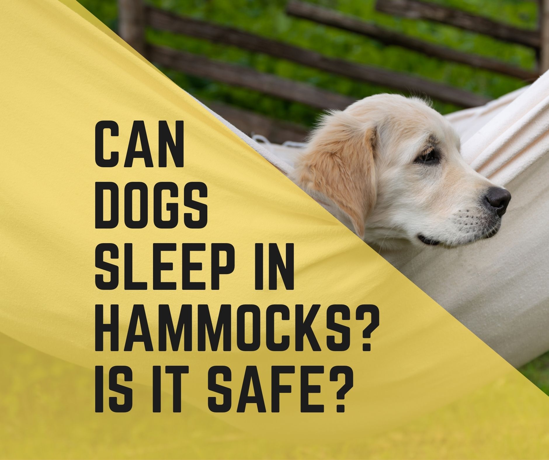 7 Reasons Can Dogs Sleep In Hammocks? Is It Safe? Dogs Travel Guide