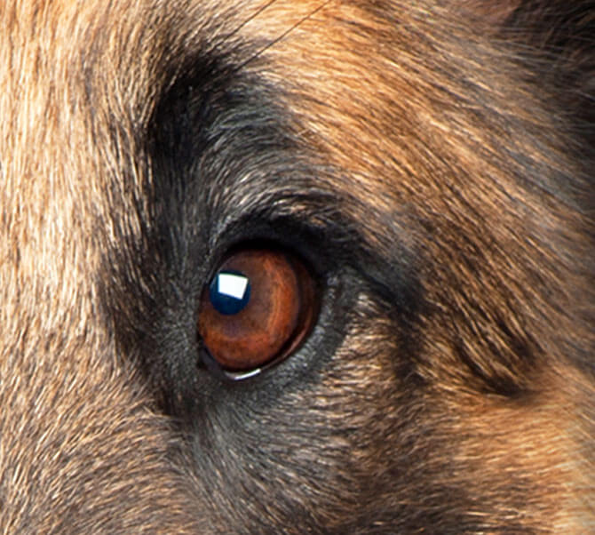 Dogswell Overall Dog Wellness