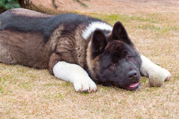 The 9 Most Aggressive Dog Breeds