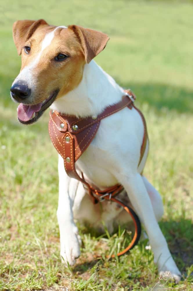 The 5 Smooth Fox Terrier Temperament Traits You Must Know About