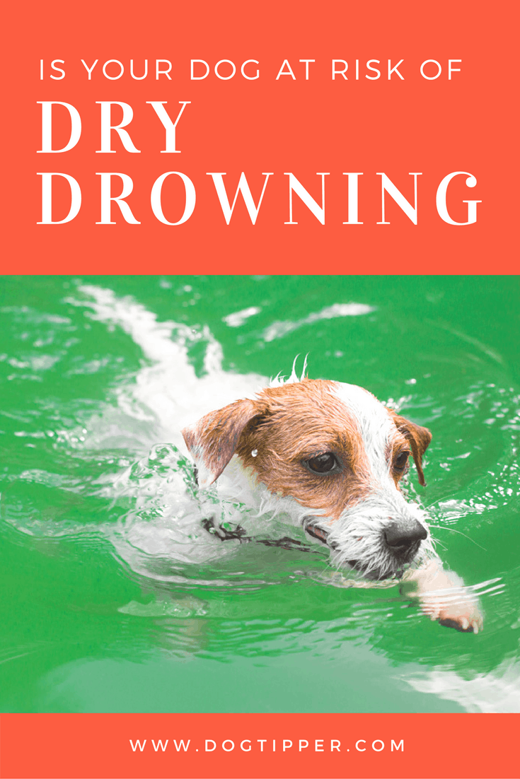 Dry Drowning in Dogs Is Your Dog at Risk?