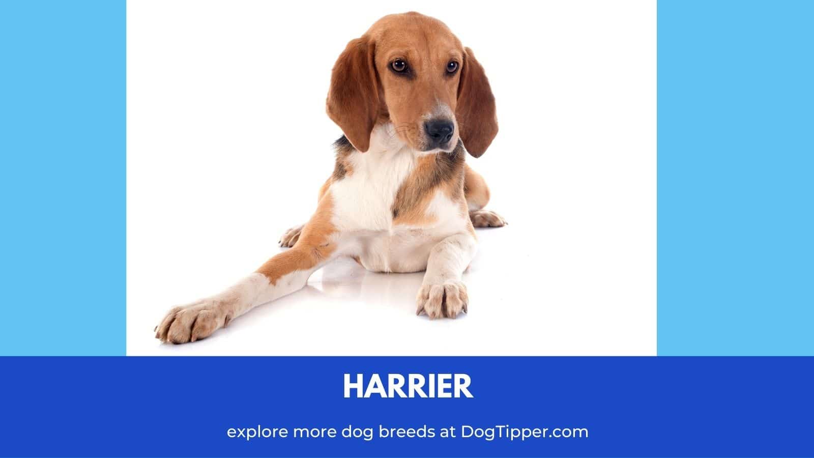 Dog Breeds that Start with H Dog Breeds AZ
