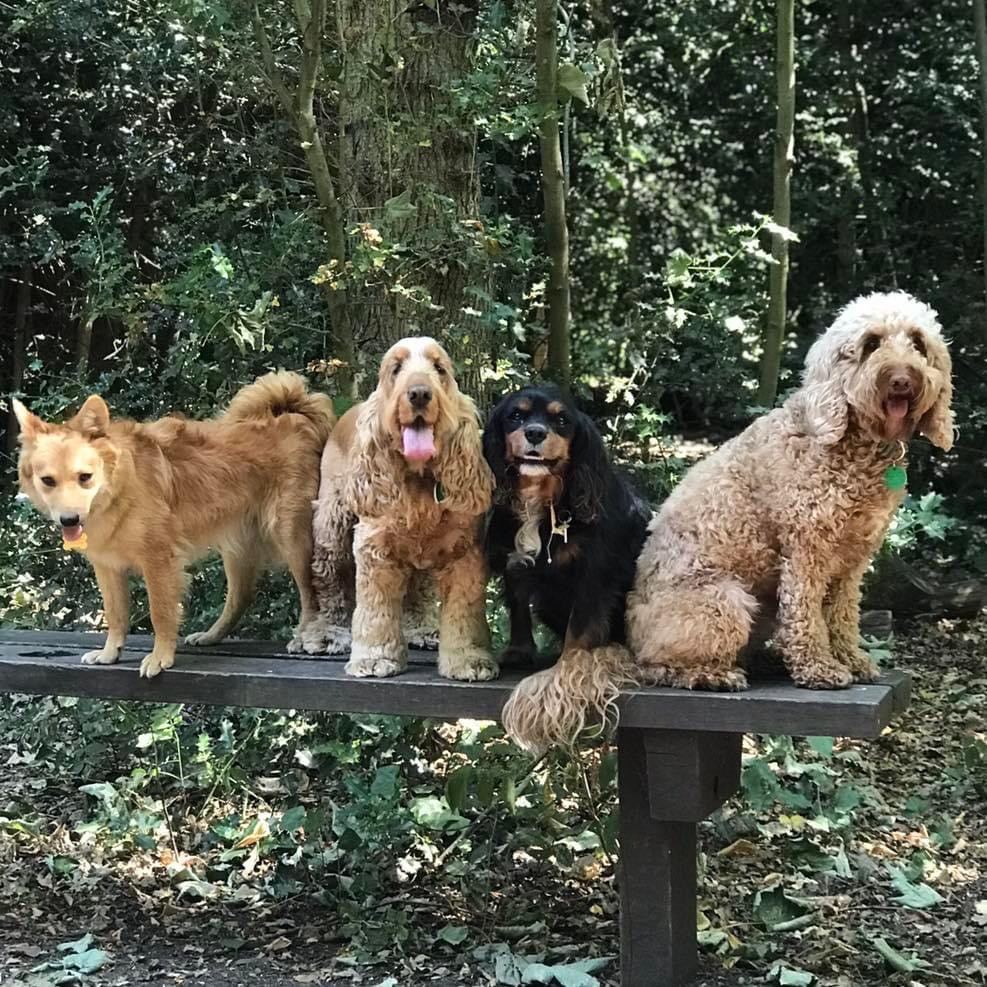 Doggy Daycare Preparation Tips Dogtown