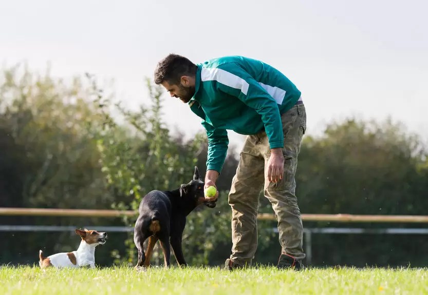 InPerson vs. Online Dog Trainer Courses Dog Trainer College