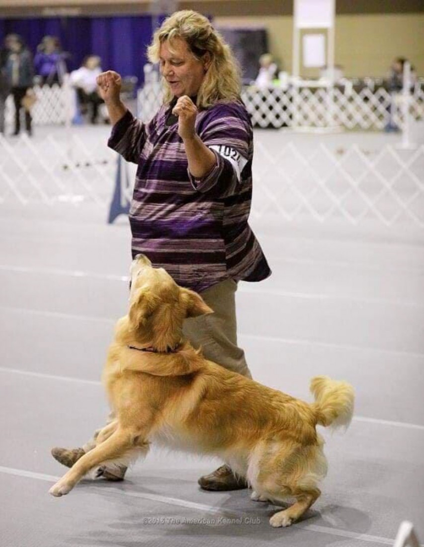 About Dog Trainers In Fountain Inn, SC