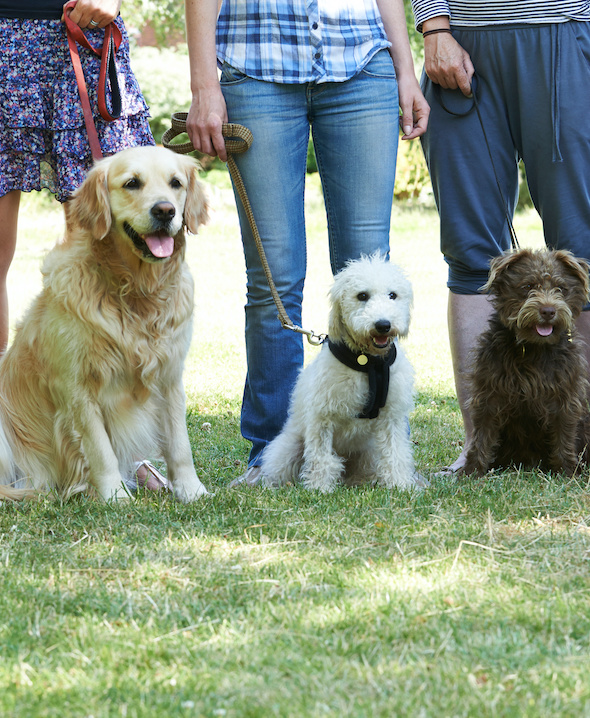 Dog Trainers & Dog Boarding in Fountain Inn, SC