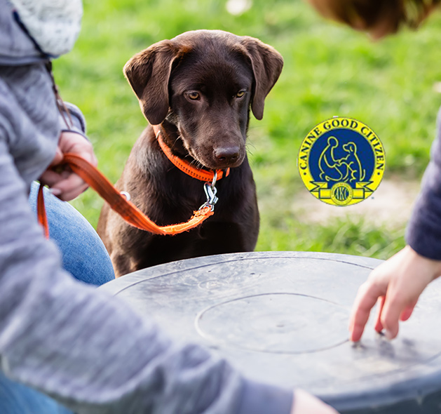 Intermediate Dog Training in Fountain Inn, SC Dog Trainers