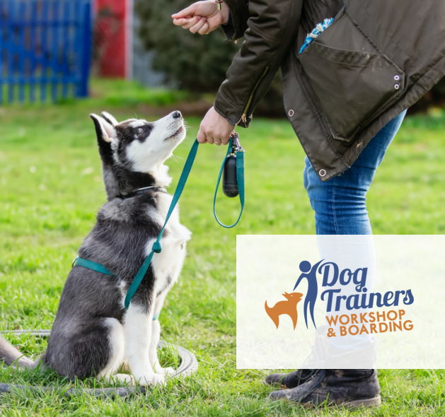 Dog Trainers & Dog Boarding in Fountain Inn, SC
