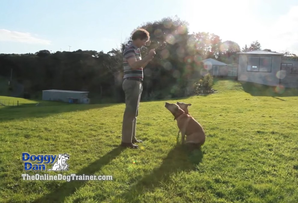 The Online Dog Trainer Review An Investment Worth Making? Dog