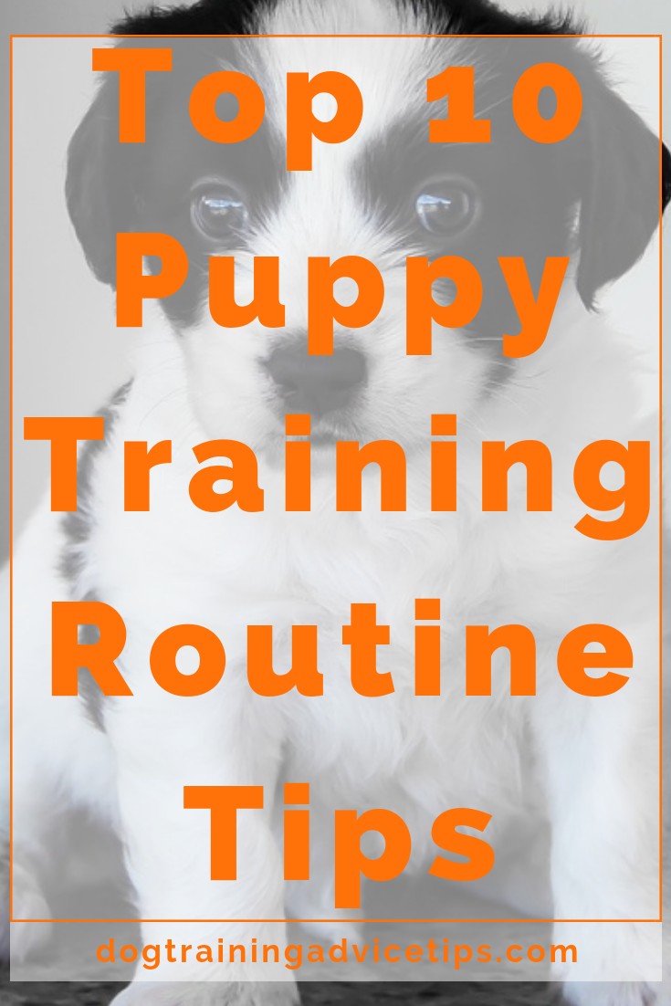 Top 10 Puppy Training Tips Dog Training Advice Tips