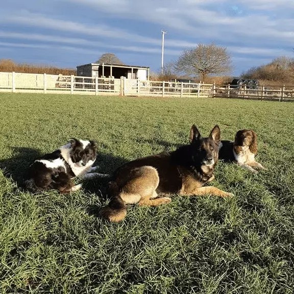 Dog Training Classes Chester One To One And Group Classes