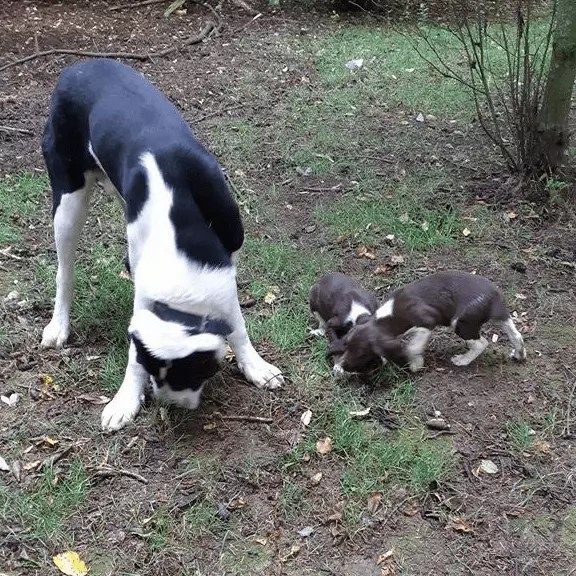 Dog Training Classes Chester One To One And Group Classes