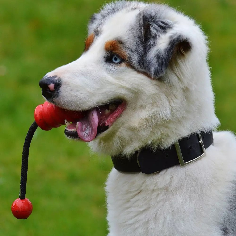 Dog Training Classes Chester One To One And Group Classes