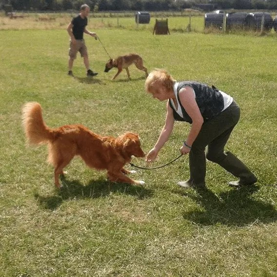 Dog Training Classes Chester One To One And Group Classes
