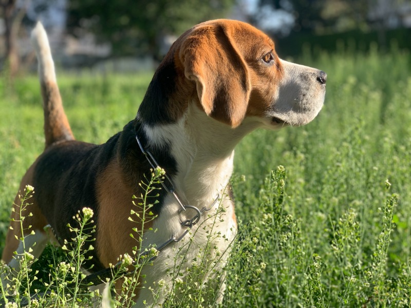 What Is The Best Medium Sized Family Dog
