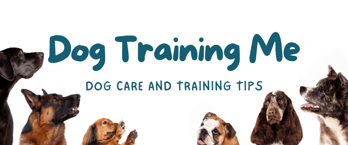 My Dog is Suddenly Scared At Night Dog Training Me