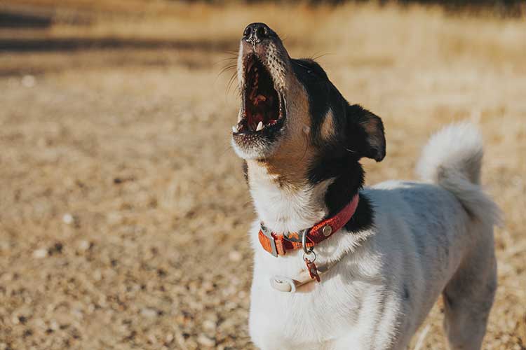 Excessive Dog Barking How to Stop It Dog Training Nation