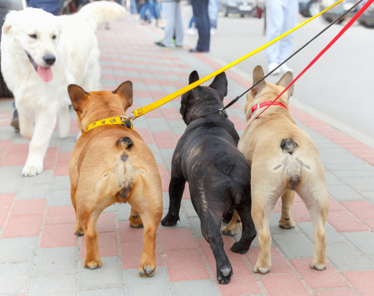 Walking Two Dogs at Once Tips Dog Training Nation