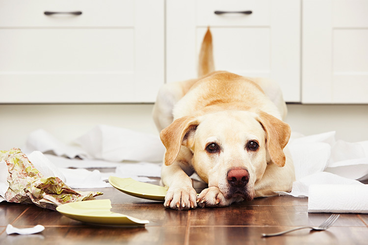 Simple Solution to Stop Your Dog From Getting Into Your Trash