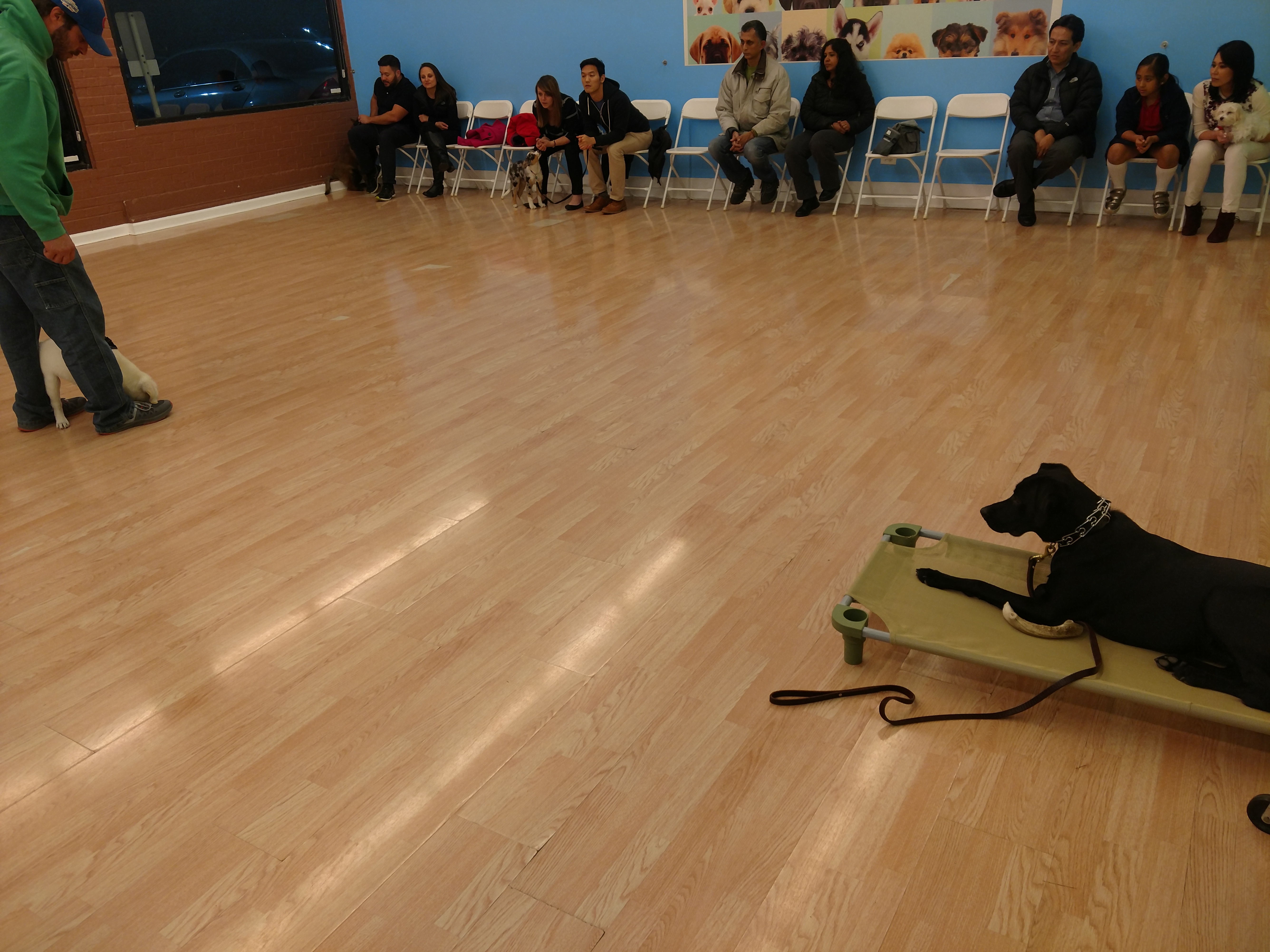 Madison PPS Demo Dog Training Now