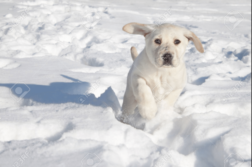 Top 8 dog breeds for cold weather Dog Treat Smart