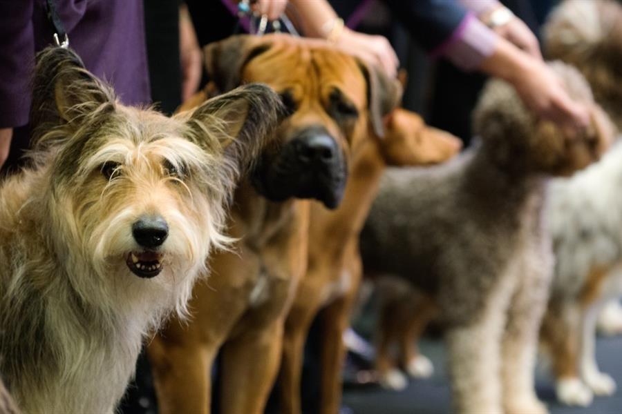 Training Your Dog for a Dog Show Tips and Tricks for