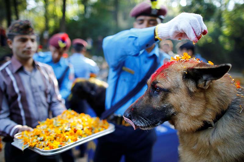 Tihar Festival that celebrates Dogs