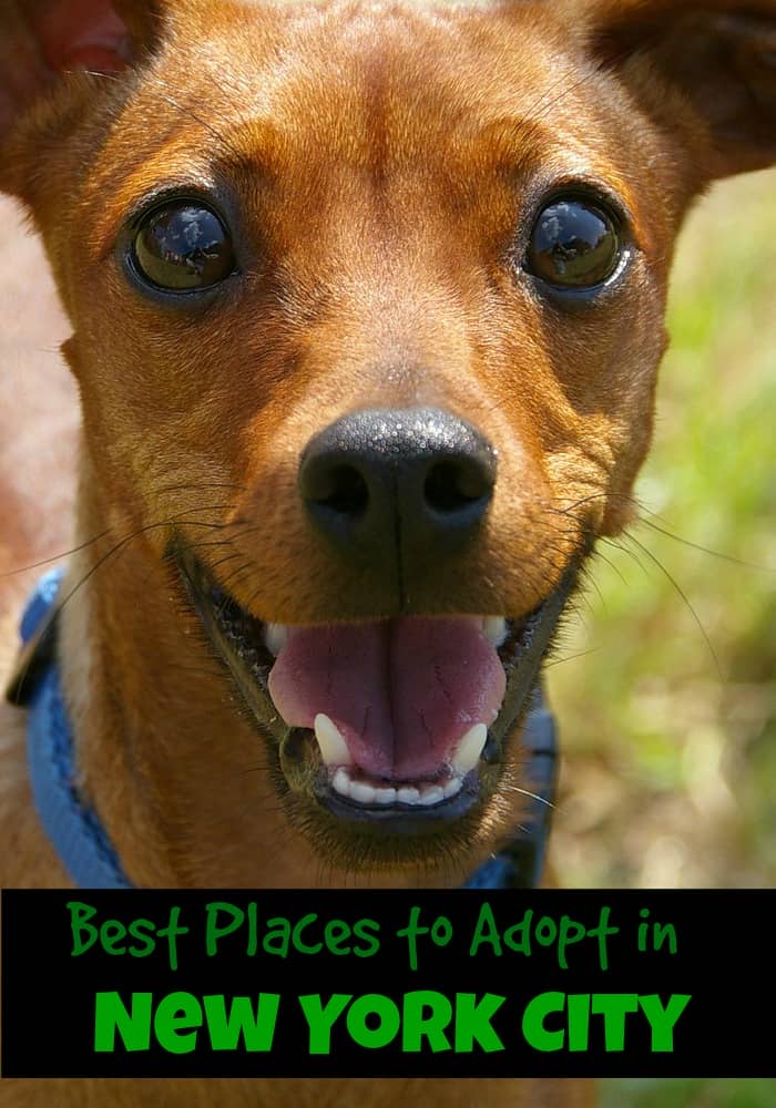 Best Places to Adopt in New York City