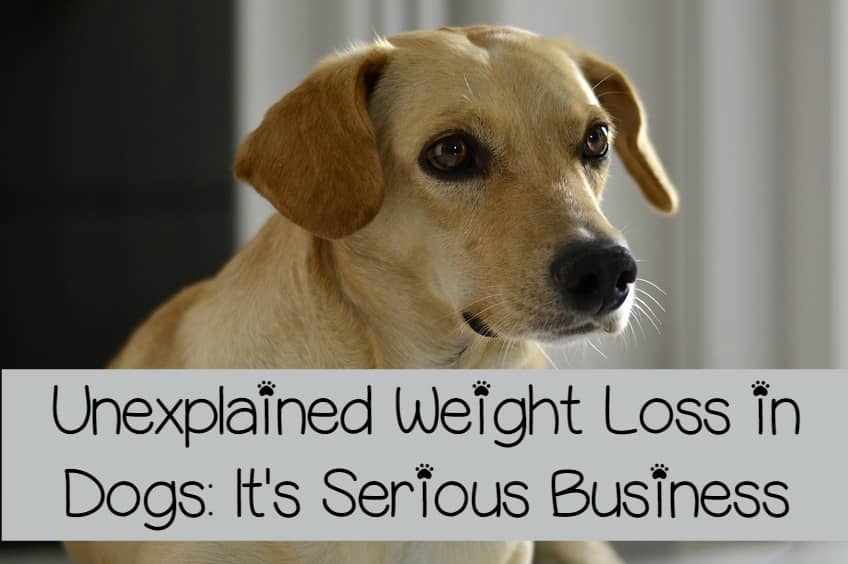 Unexplained Weight Loss in Dogs is Serious Business