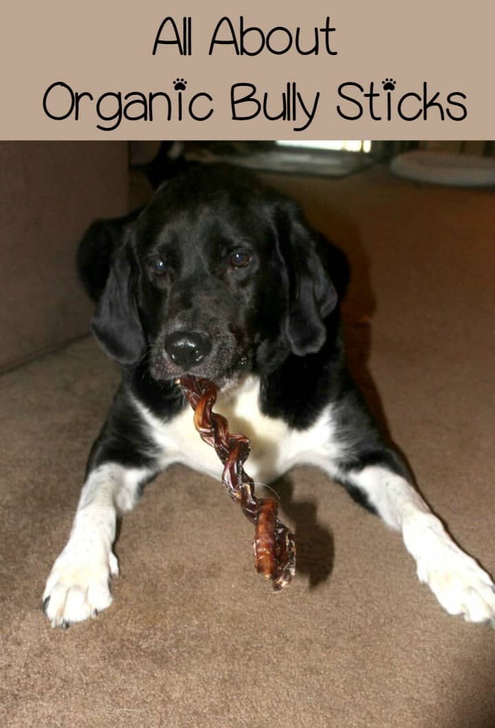 Organic Bully Sticks A Great Choice for Hardcore Chewers! http//www
