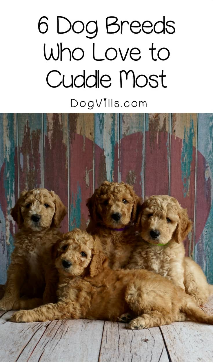 Which Dog Breeds Enjoys Cuddling the Most? DogVills