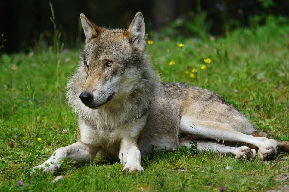 10 Dog Breeds That Look Like a Wolf DogVills