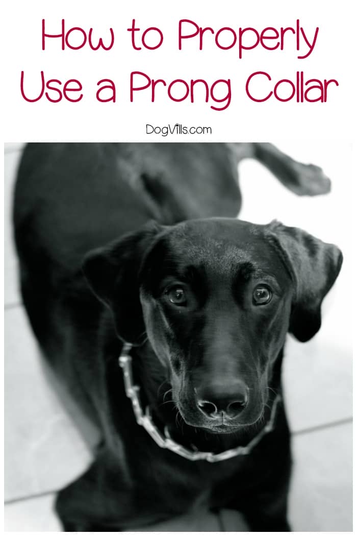 3 Steps to Fitting Your Dog's Prong Collar
