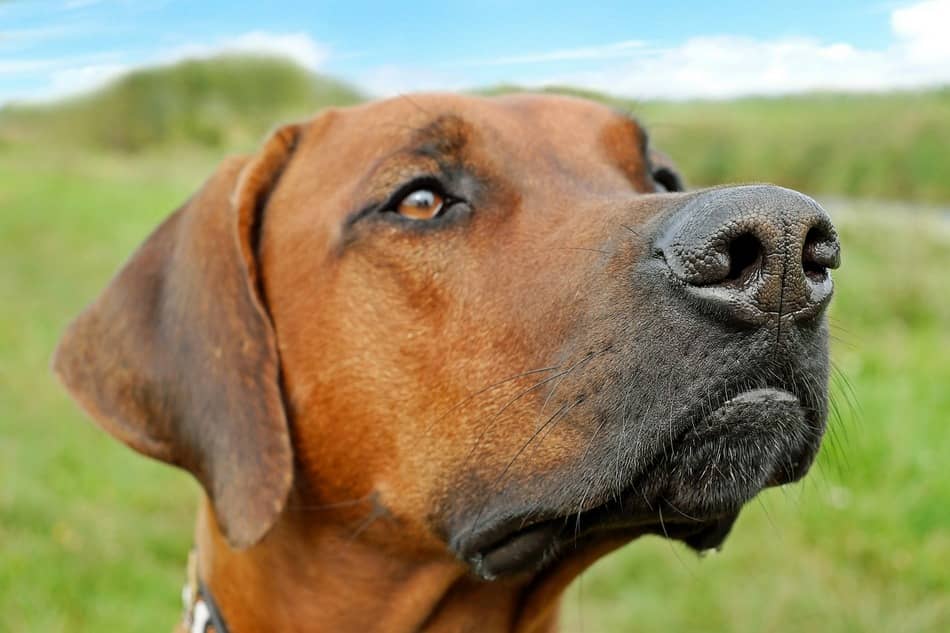 Are Rhodesian Ridgebacks Hypoallergenic? DogVills