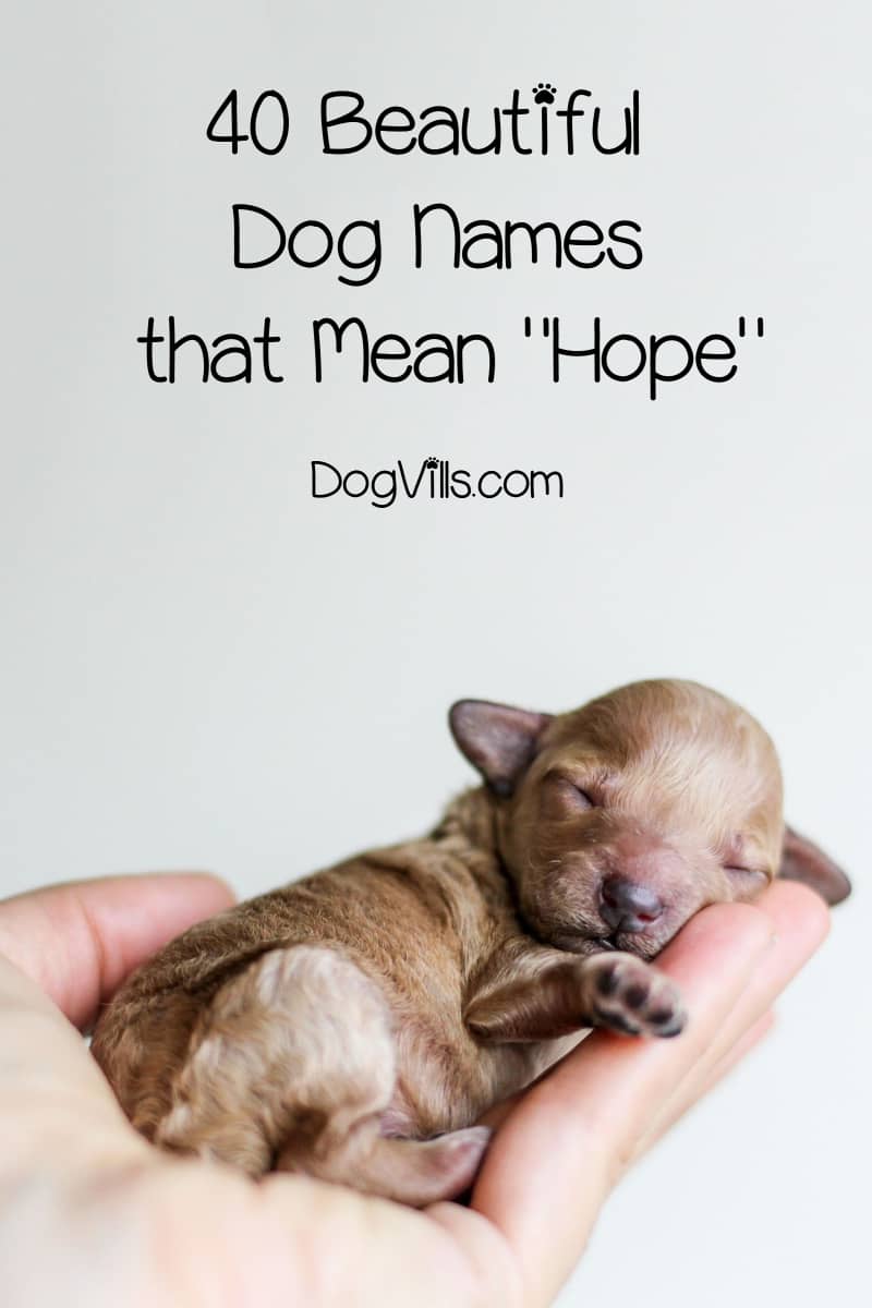40 Beautiful Dog Names That Mean Hope
