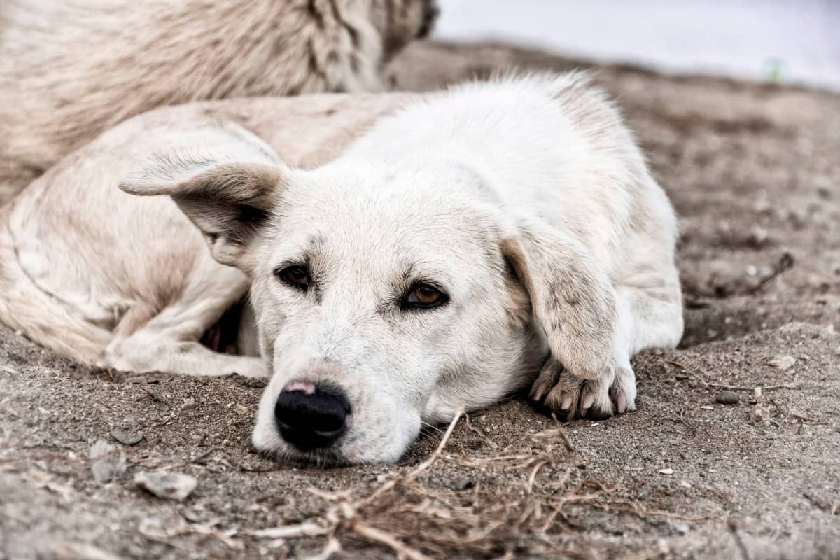 How to Make Your Dog Feel Secure in a New Home DogVills