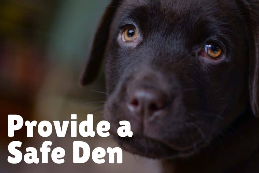 How to Make Your Dog Feel Secure in a New Home DogVills