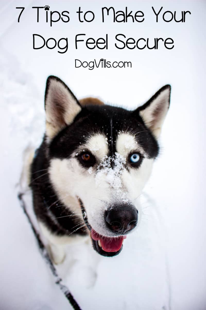 How to Make Your Dog Feel Secure in a New Home DogVills