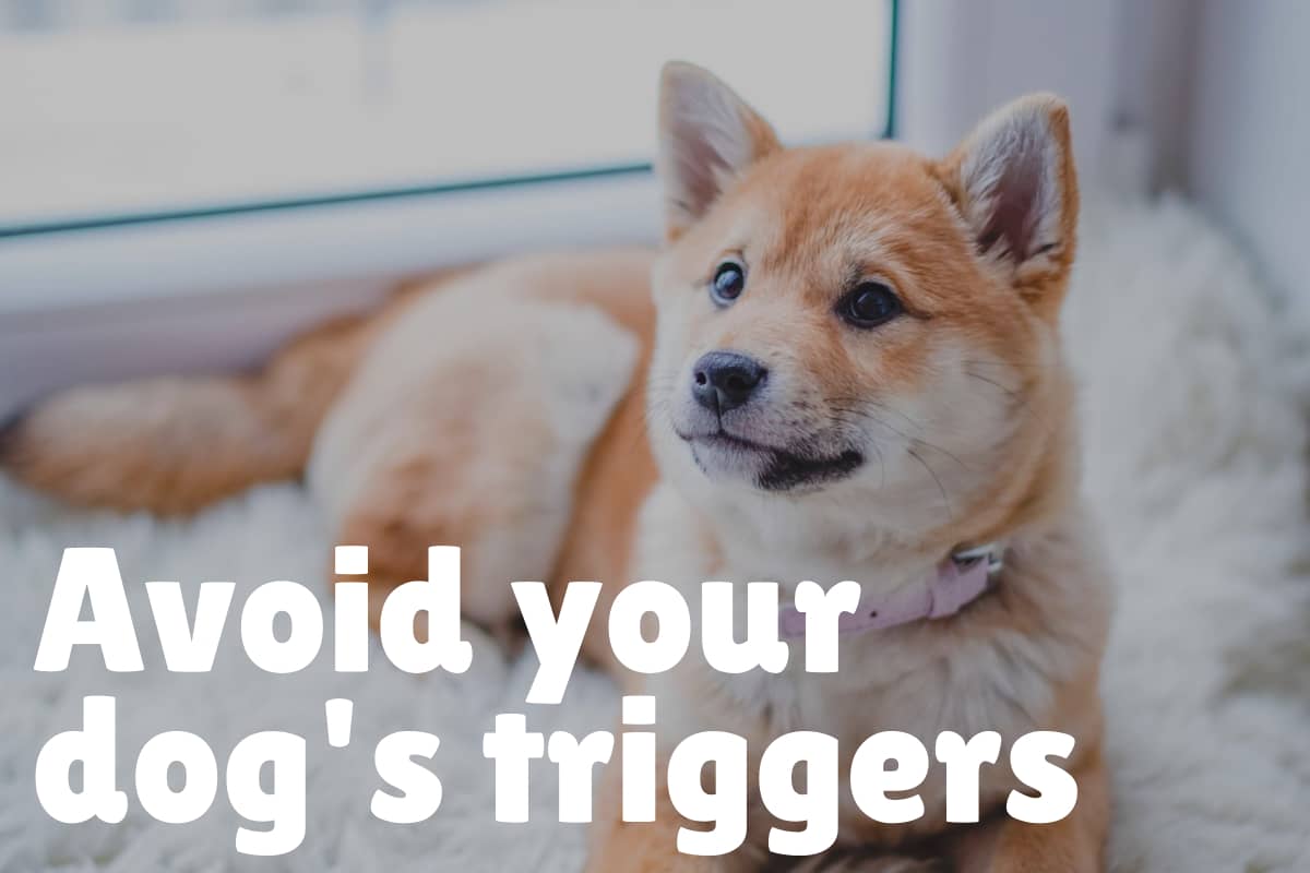 How to Socialize an Aggressive Dog (in 7 Steps) DogVills