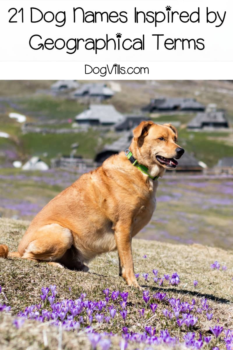 200 Geography Dog Names