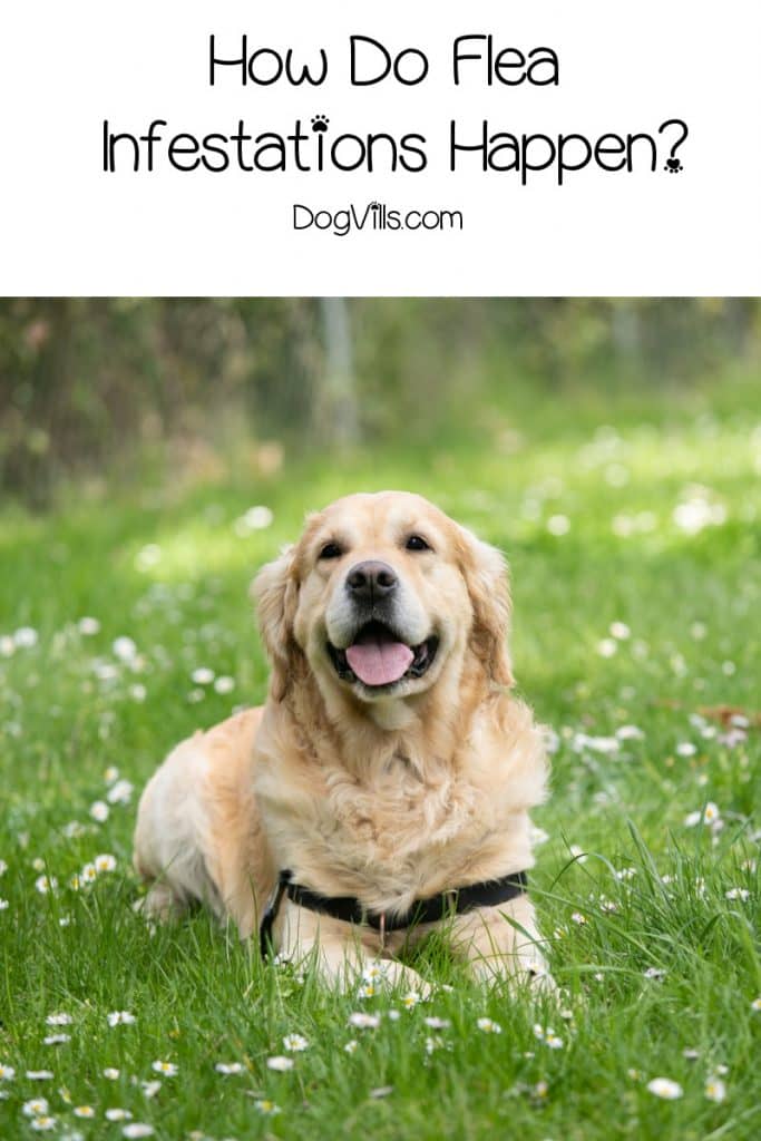 How to Manage a Flea Infestation in Your Bed & Beyond