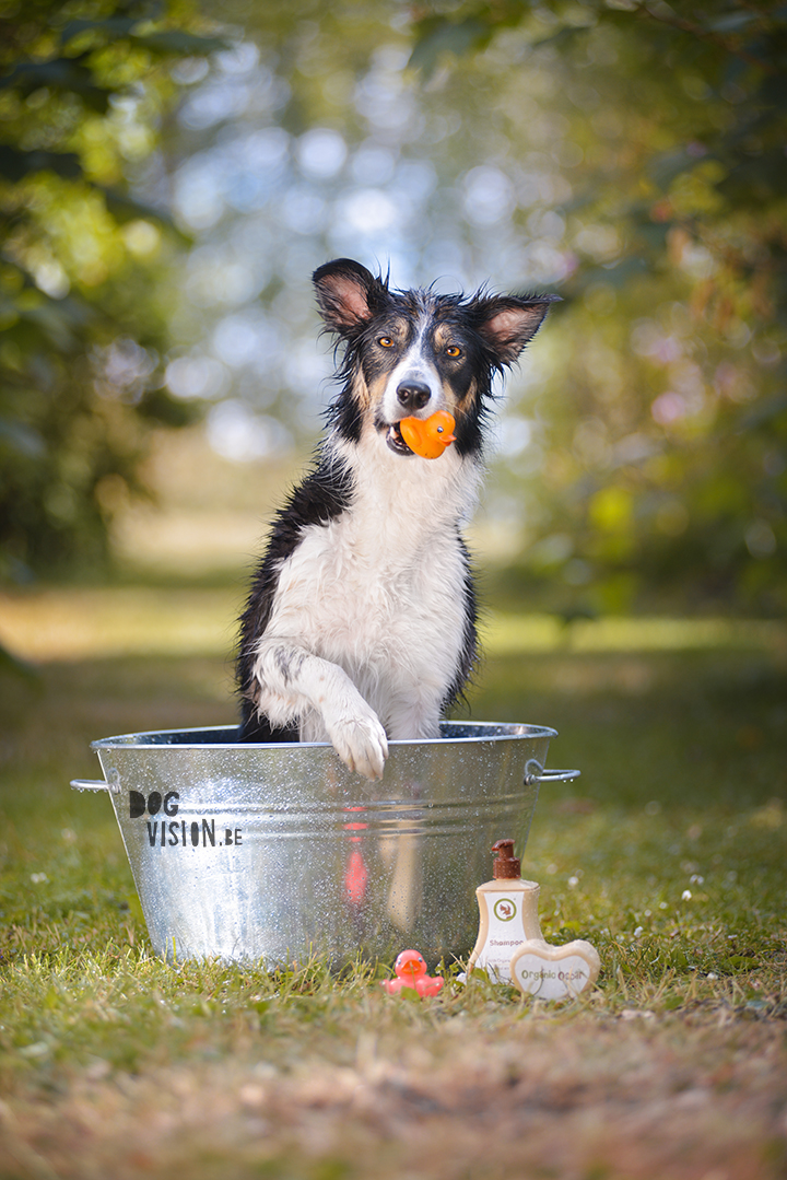 DOGvision Organic Oscar, dog shampoo review by www.DOGvision.be