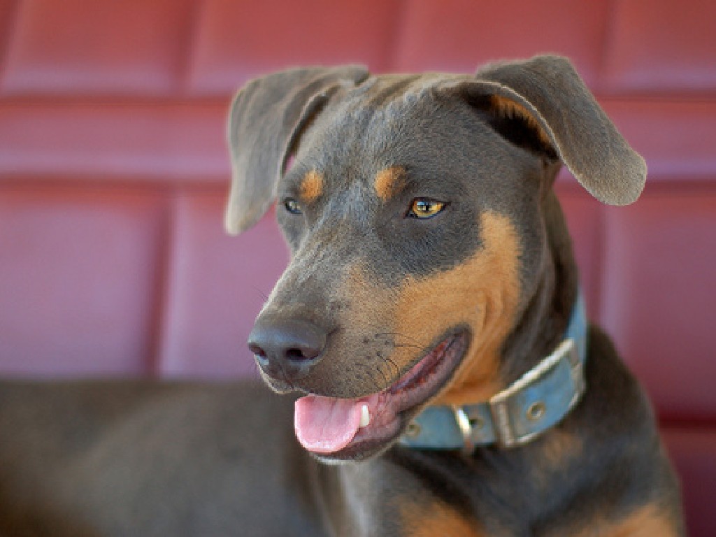 Blue Lacy dog photo and wallpaper. Beautiful Blue Lacy dog pictures