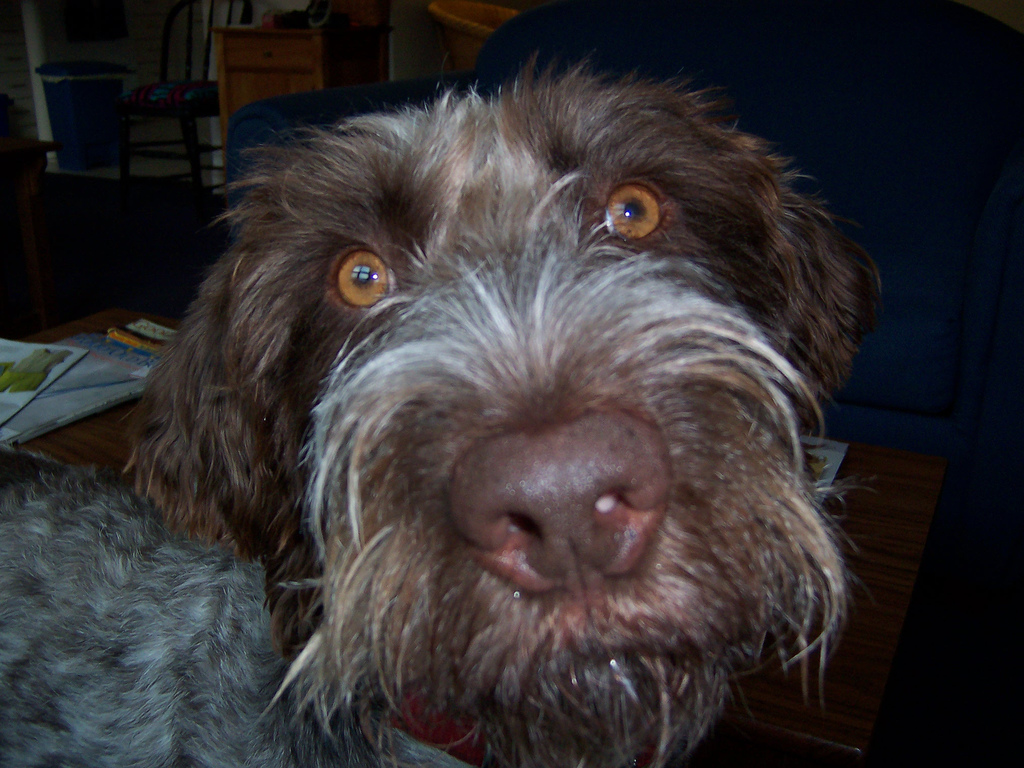 German Wirehaired Pointer dog face photo and wallpaper