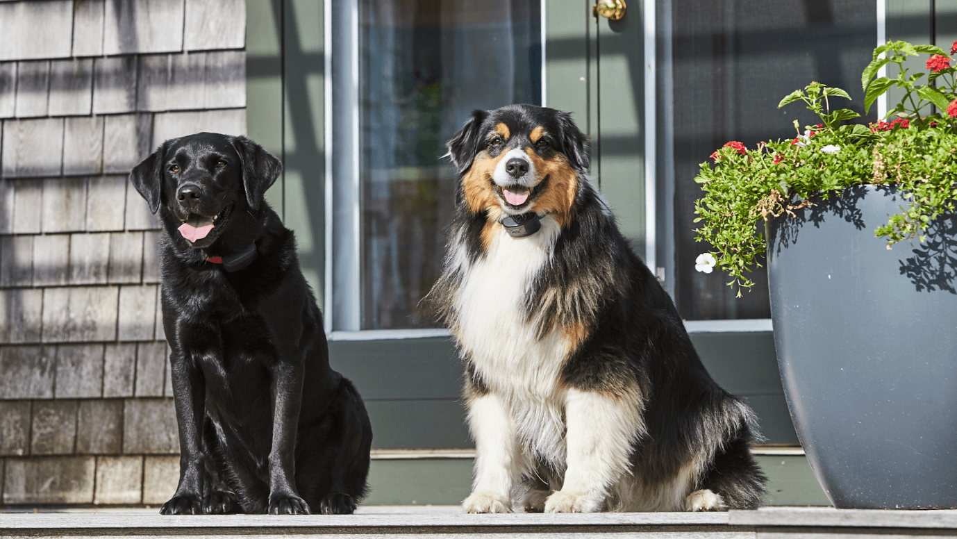 Upgrade from Invisible Fence® to DogWatch® Hidden Fence DogWatch®