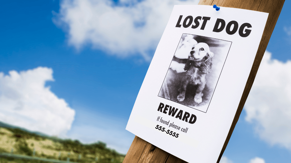 5 Ways To Keep Your Pets Safe All Year Long DogWatch®