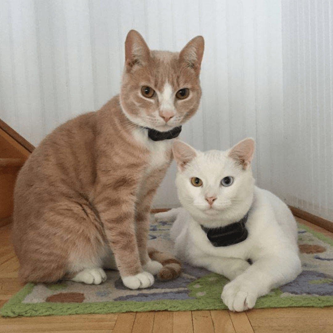 Cats And Hidden Fences Yes It Works, Here's How! DogWatch®