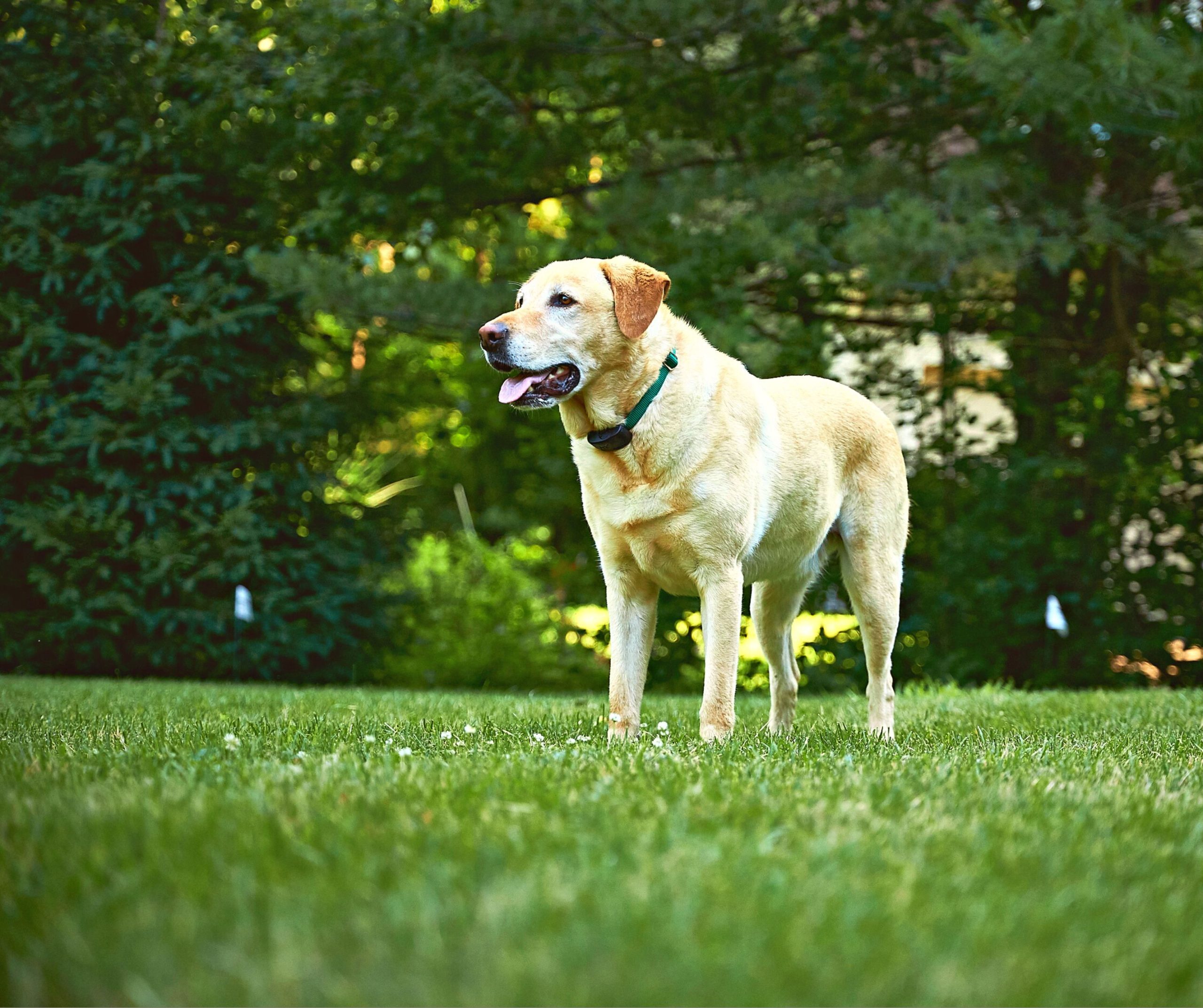Benefits Of Upgrading From An Invisible Fence® To A DogWatch® Hidden