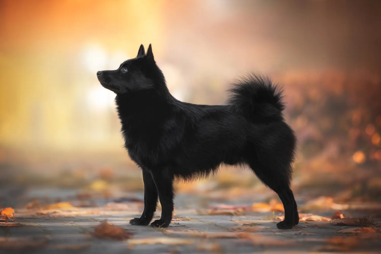 Schipperke Dog.de
